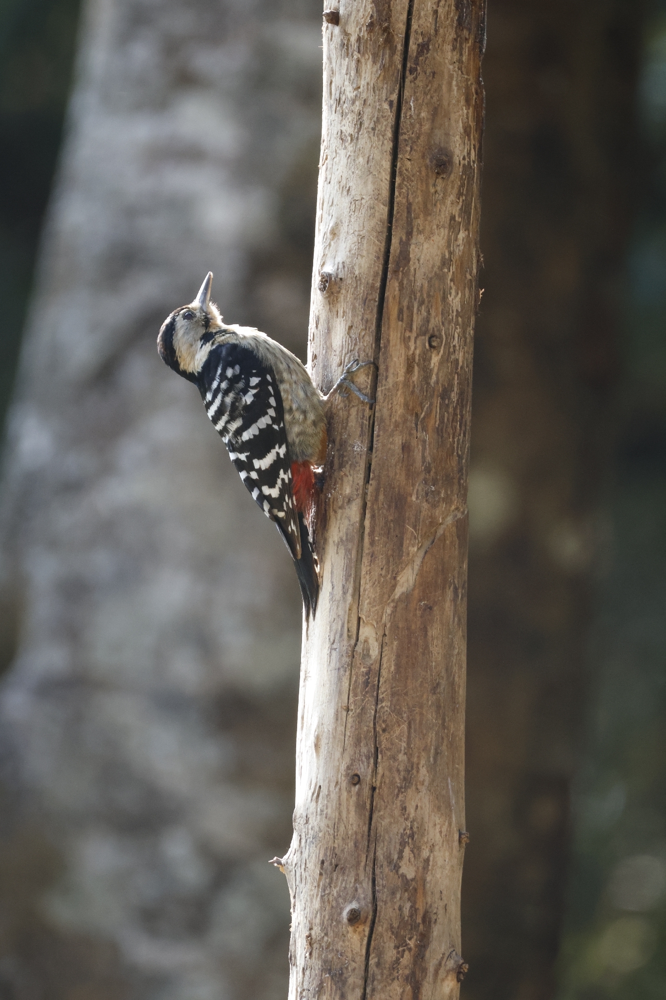 Fulvous-breasted Woodpecker (Dendrocopos macei), photo 3