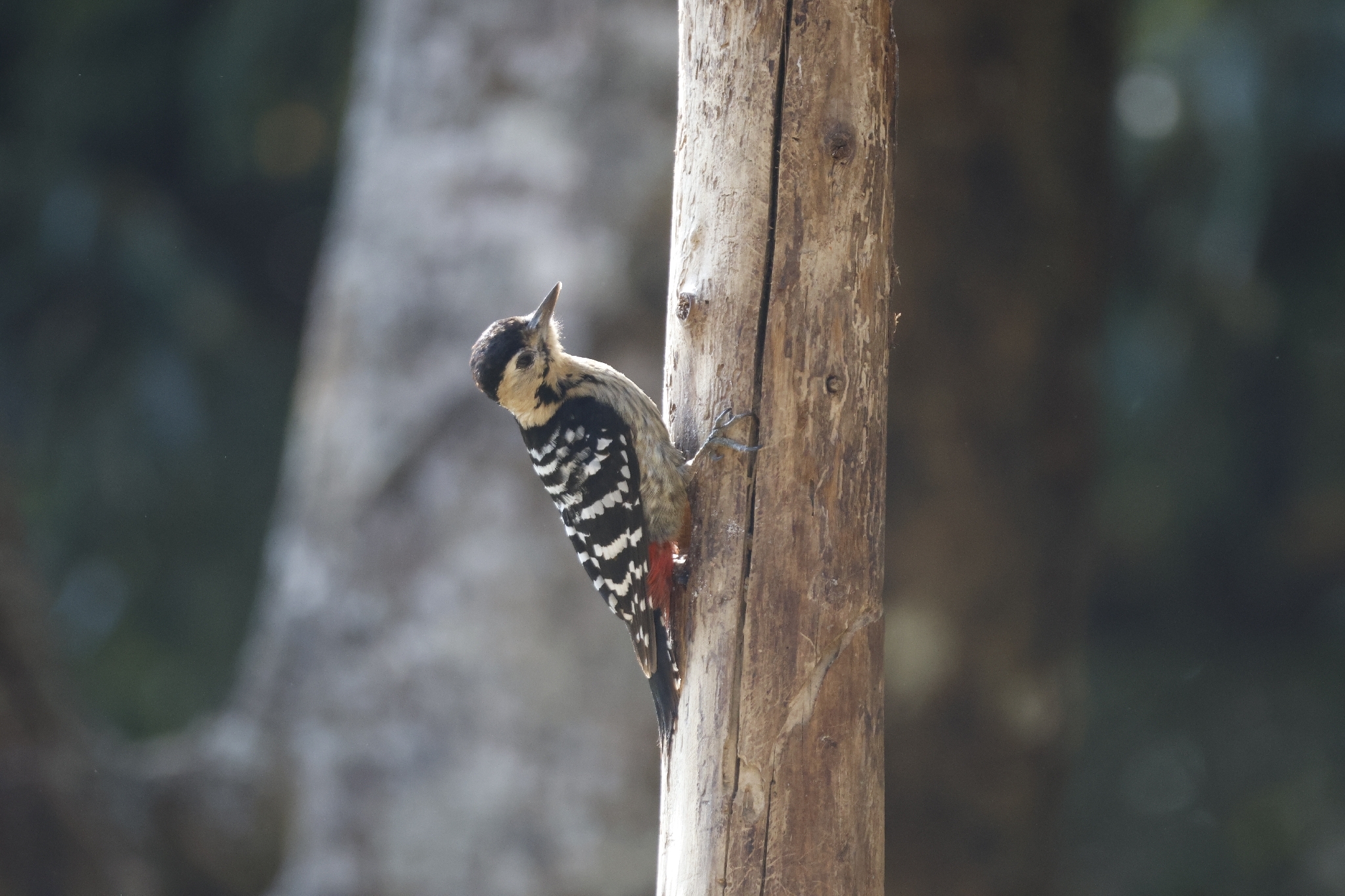 Fulvous-breasted Woodpecker (Dendrocopos macei), photo 4