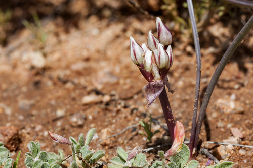 Bigelow's Onion (Allium bigelovii)
