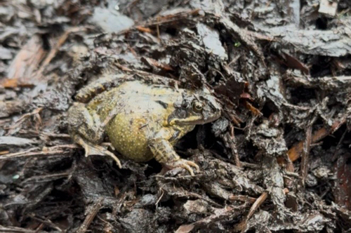 European Common Frog