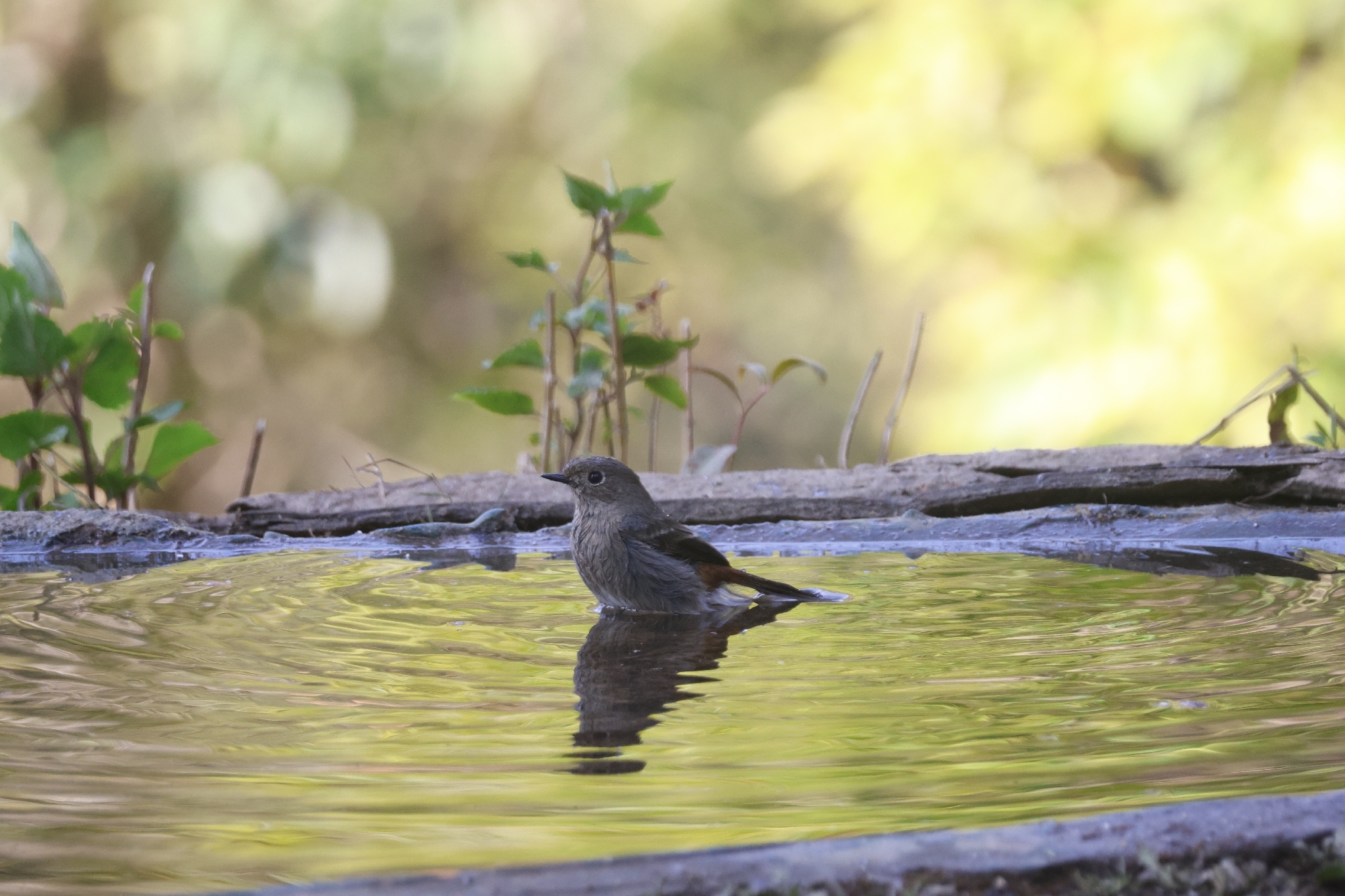 Blue-capped Redstart (Phoenicurus coeruleocephala), photo 8