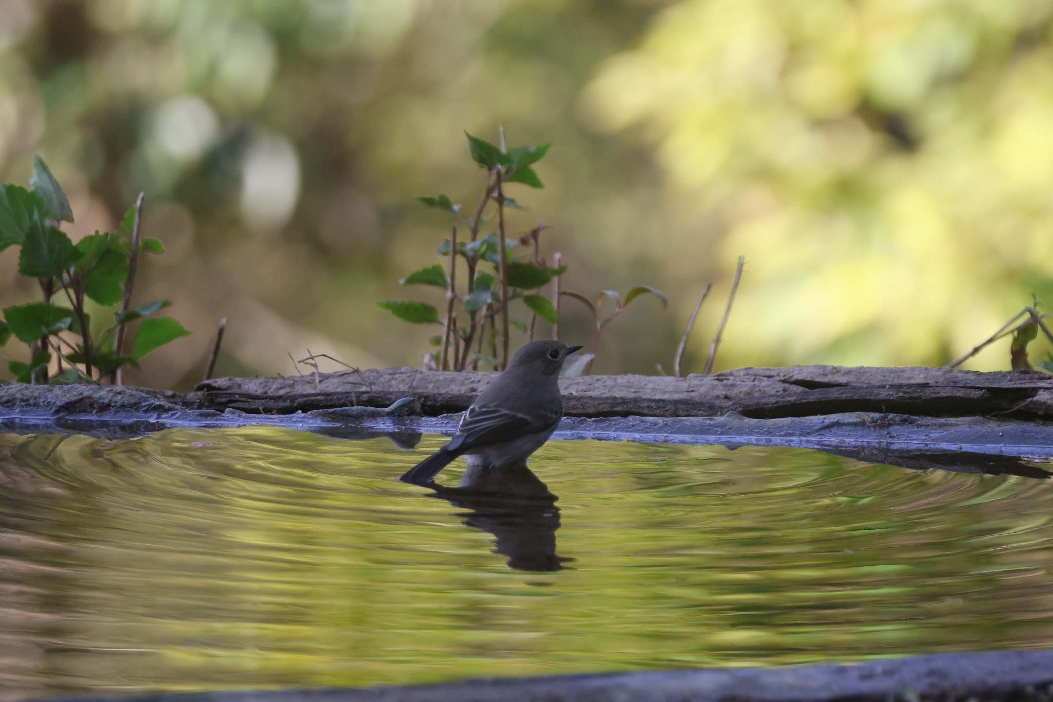 Blue-capped Redstart (Phoenicurus coeruleocephala), photo 9