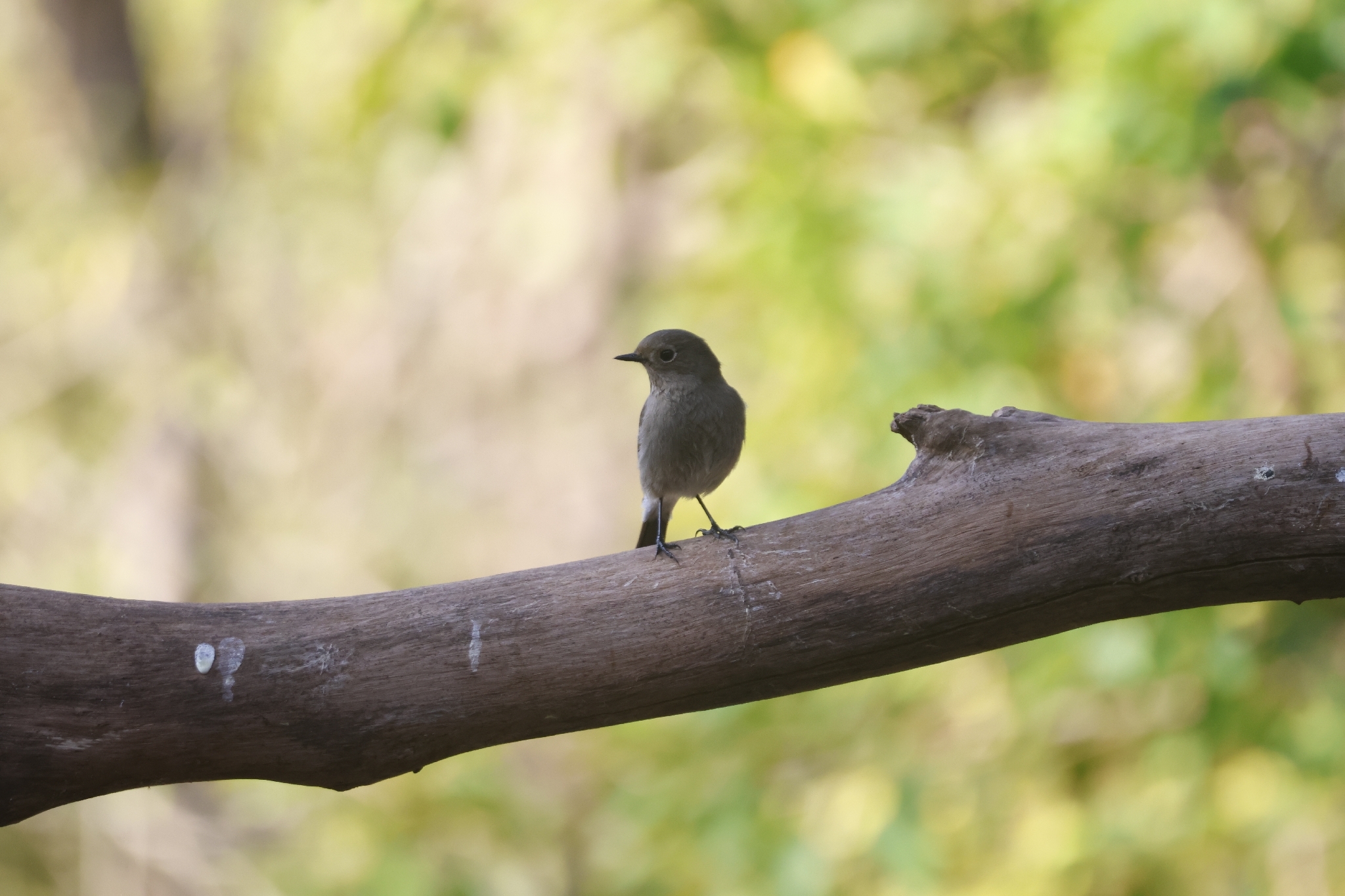Blue-capped Redstart (Phoenicurus coeruleocephala), photo 10