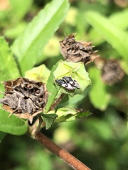 Oxycarenus luctuosus