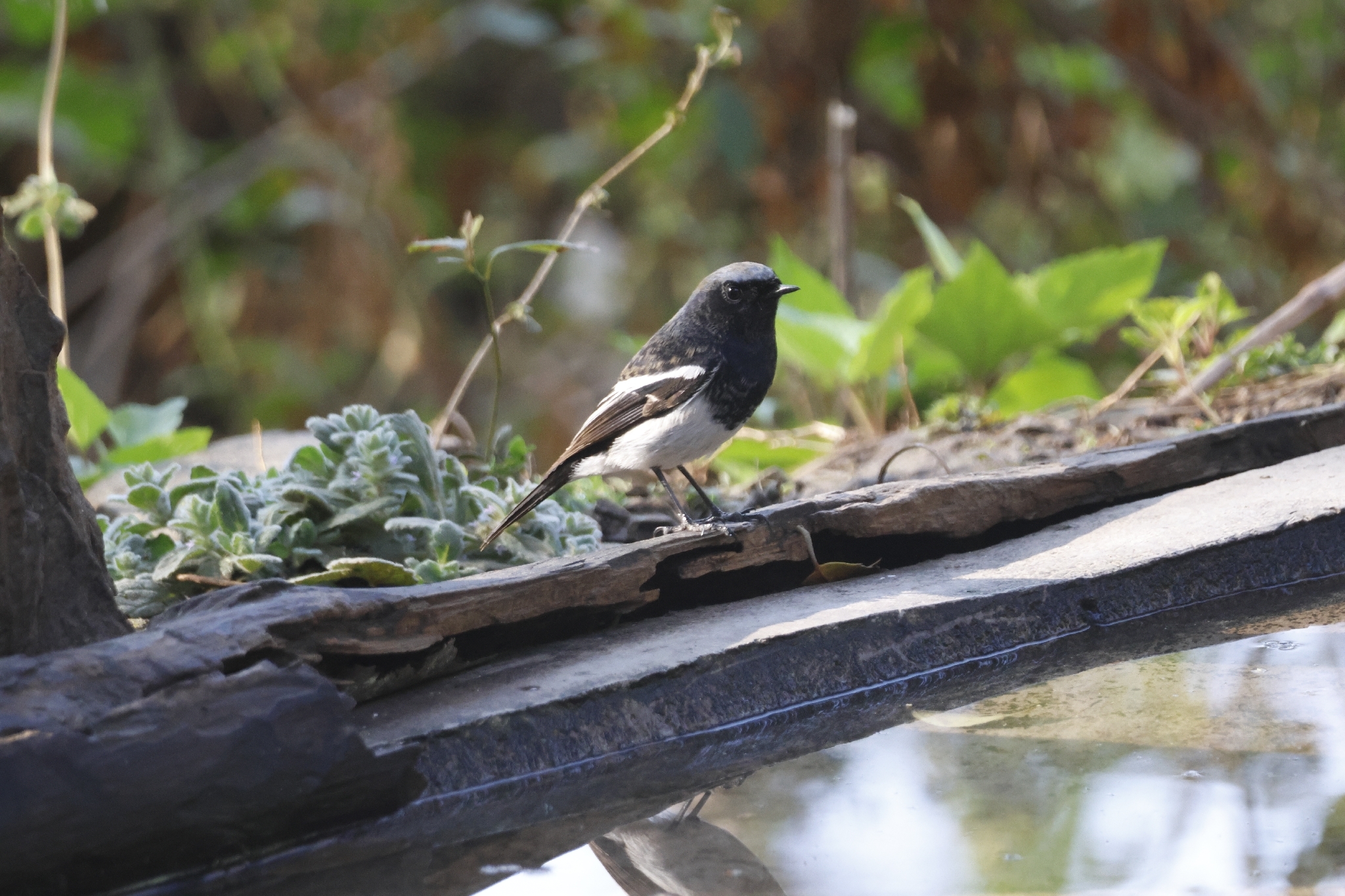 Blue-capped Redstart (Phoenicurus coeruleocephala), photo 1