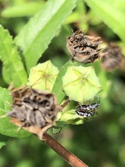 Oxycarenus luctuosus