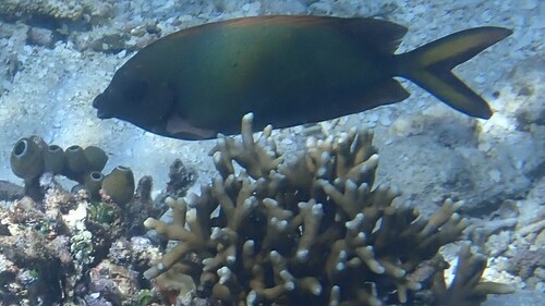 Siganus punctatissimus observed 2026-02-02