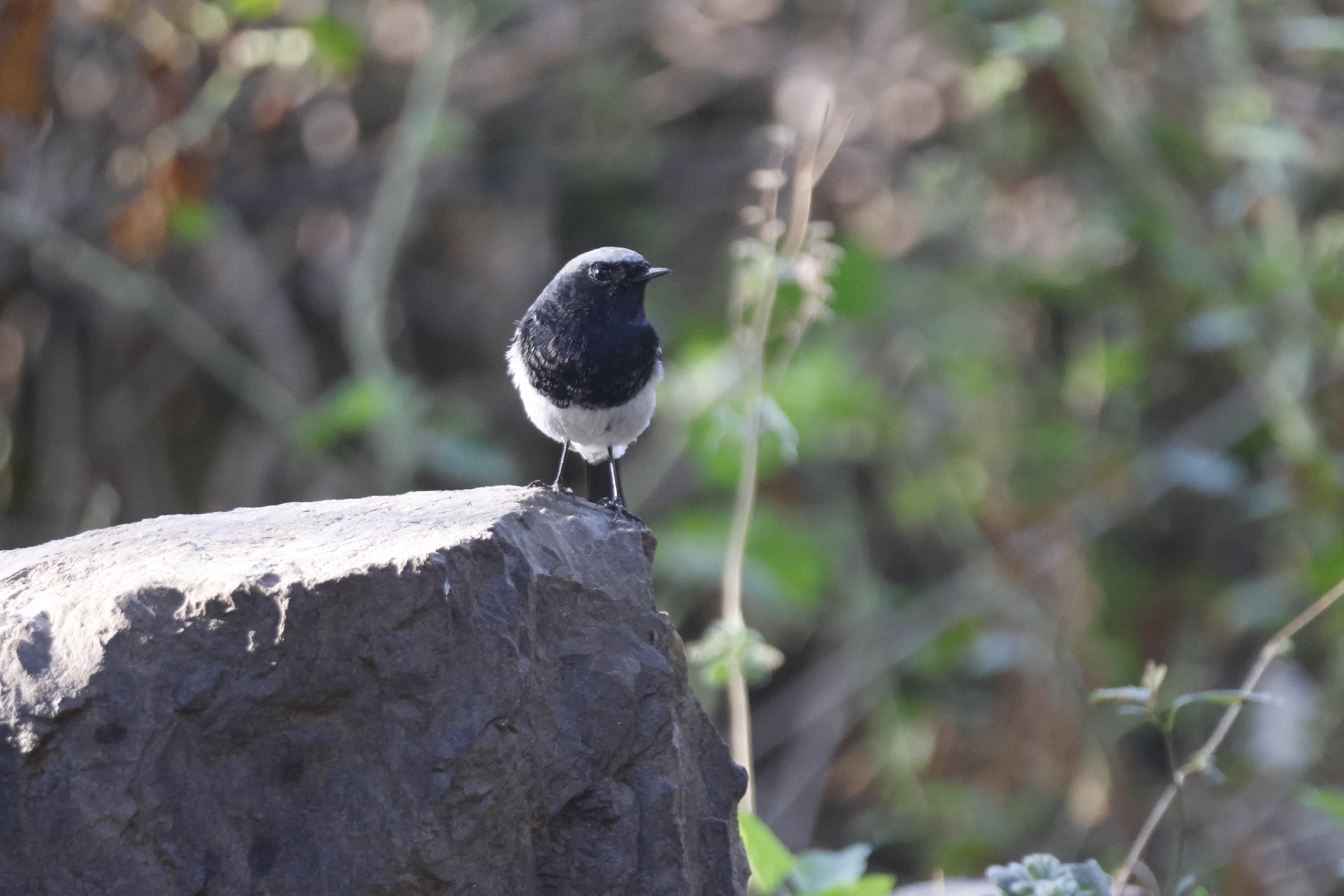 Blue-capped Redstart (Phoenicurus coeruleocephala), photo 2