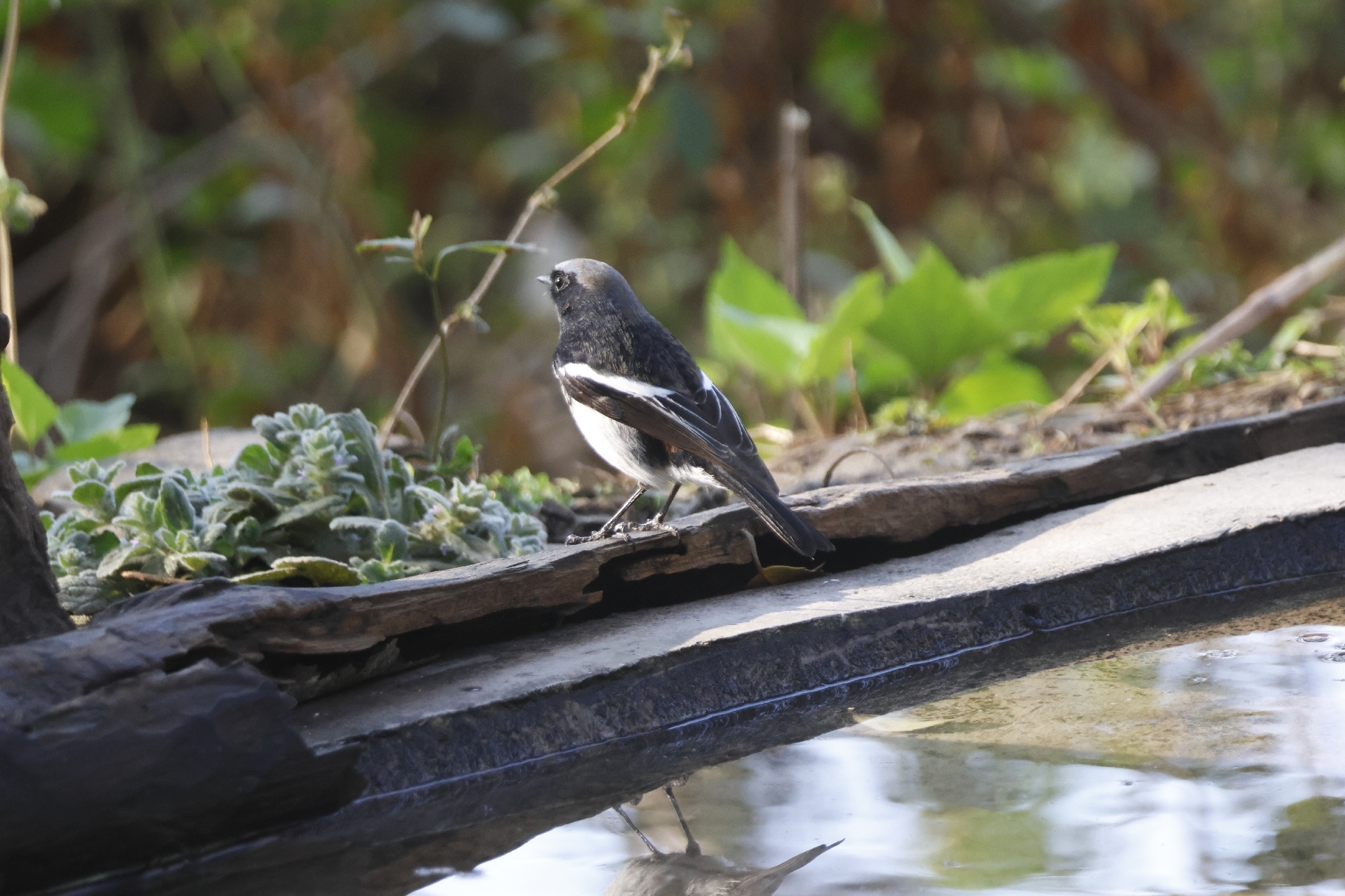 Blue-capped Redstart (Phoenicurus coeruleocephala), photo 6