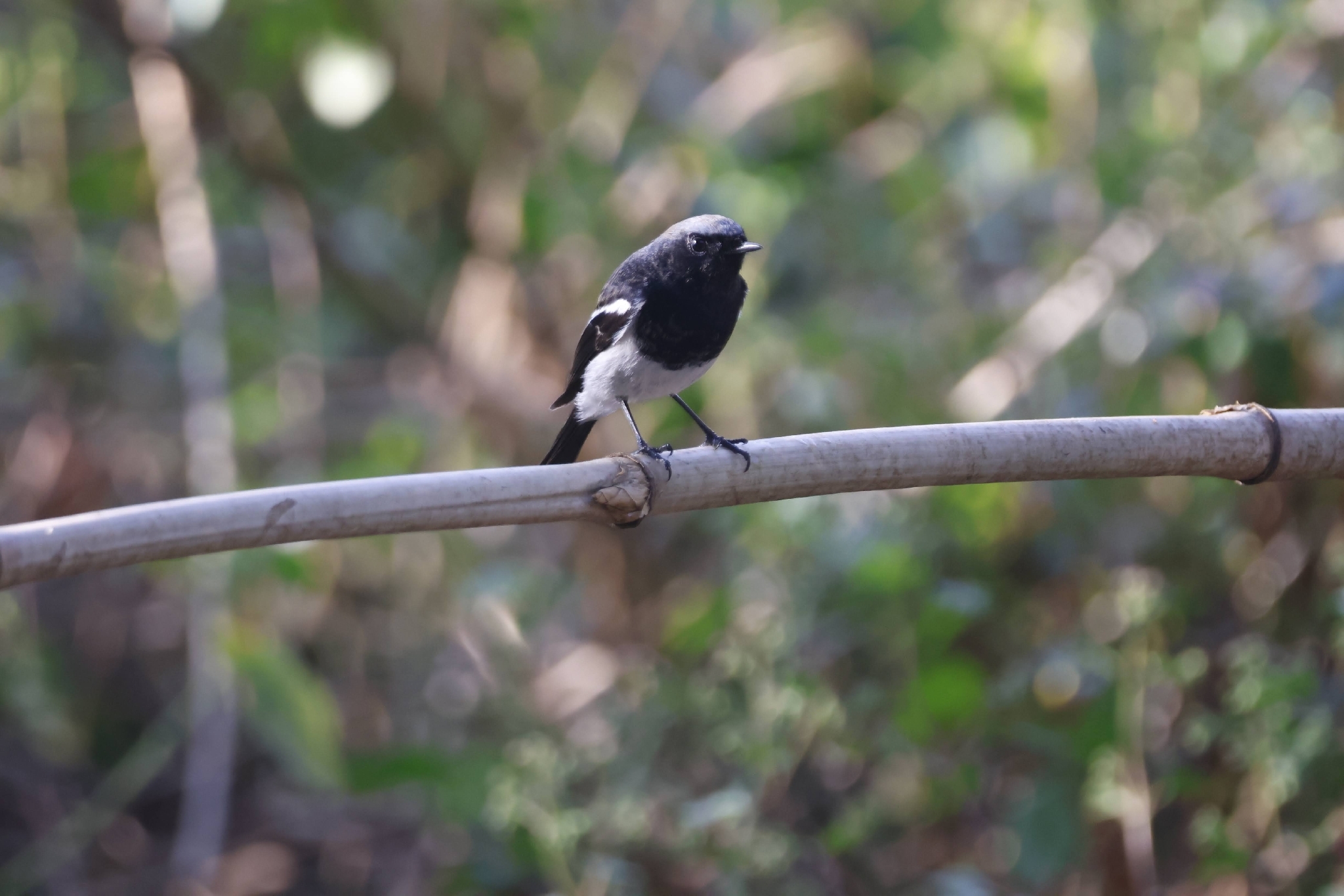 Blue-capped Redstart (Phoenicurus coeruleocephala), photo 7