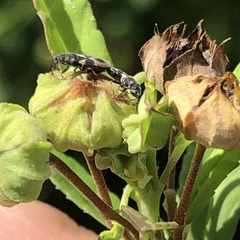 Oxycarenus luctuosus