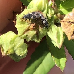 Oxycarenus luctuosus