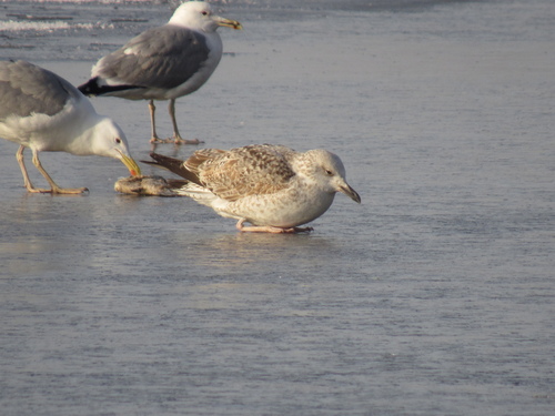 Gaviota del Caspio (Larus cachinnans)