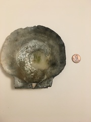 Placopecten magellanicus