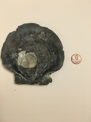 Placopecten magellanicus