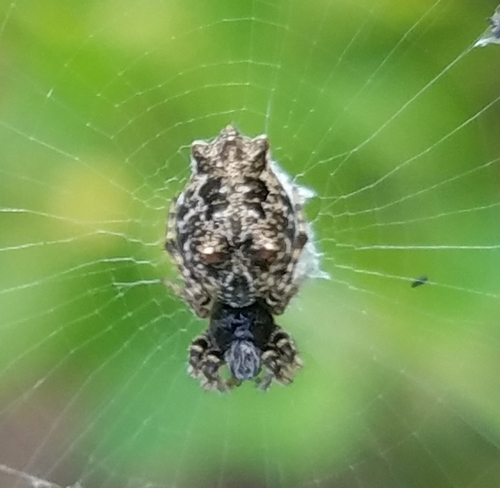 Walckenaer's Trashline Orbweaver