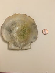 Placopecten magellanicus