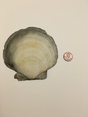 Placopecten magellanicus