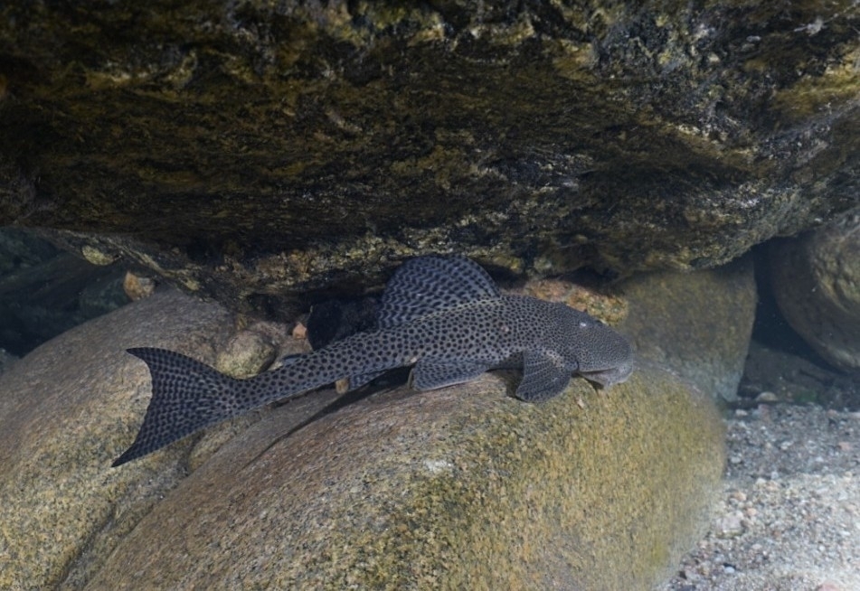 Panther Pleco