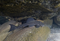 Hypostomus cordovae