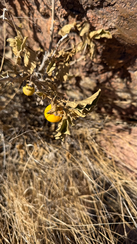 bitter tomato