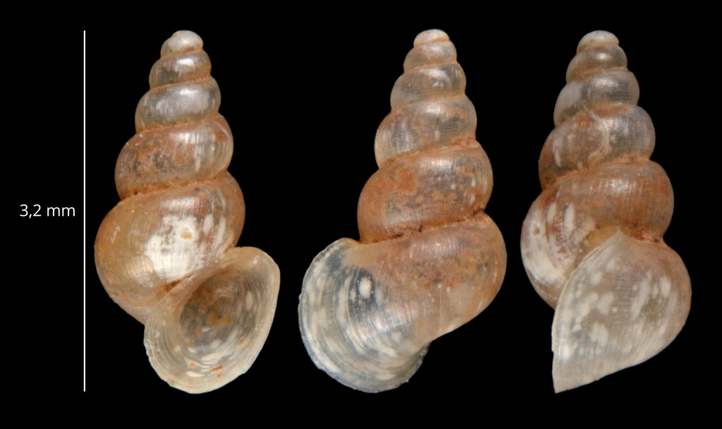 Palacanthilhiopsis