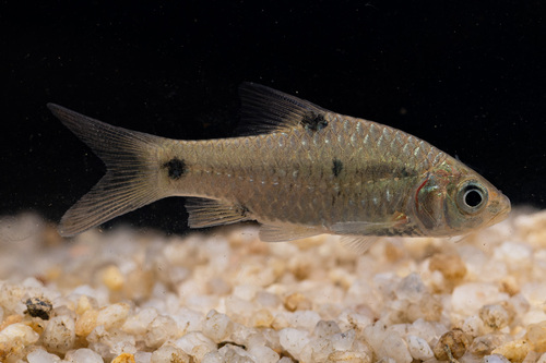 Ruit-barbeel (Barbodes rhombeus) — Cyprinidae — 3