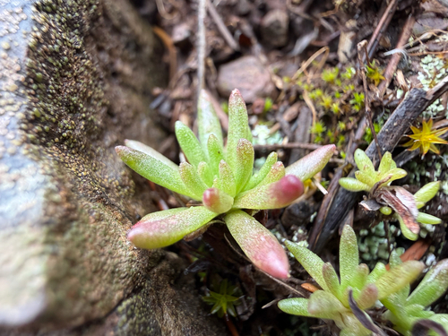 Wormleaf stonecrop