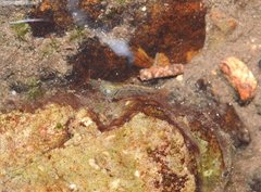 Caridina cantonensis