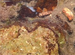 Caridina cantonensis