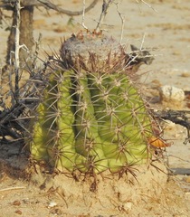 Melocactus curvispinus