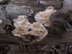 Dacryobolus karstenii