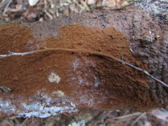 Hymenochaete cinnamomea