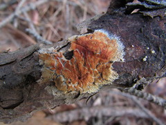 Phanerochaete sanguinea