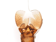 Dicranomyia stygipennis