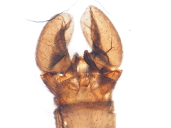 Dicranomyia stygipennis
