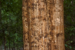 Baloghia inophylla