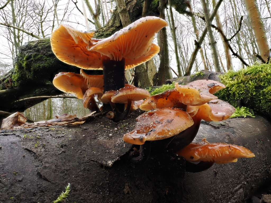 Flammulina · February 2026 · photo: © vincent_b (iNaturalist, cc-by)