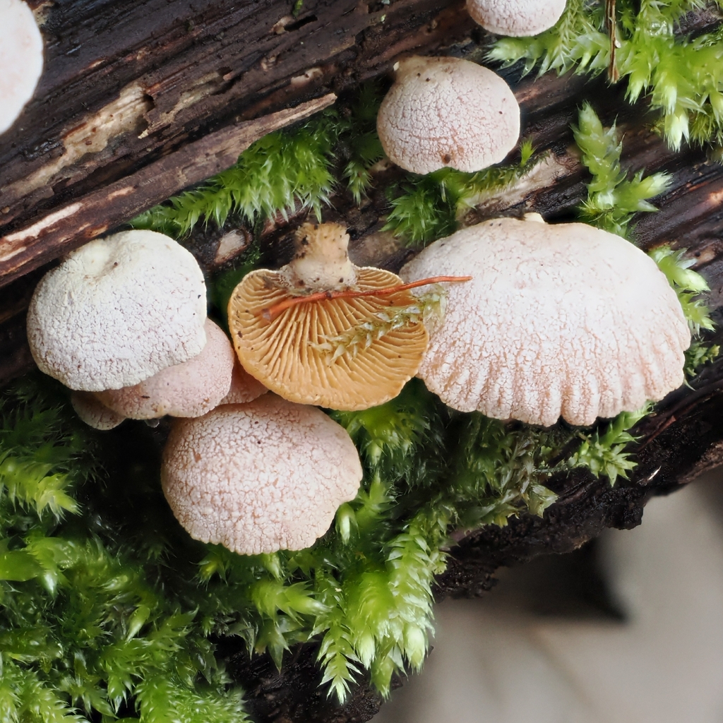 Panellus stipticus · February 2026 · photo: © vincent_b (iNaturalist, cc-by)