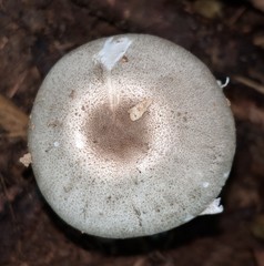 Agaricus leptocaulis