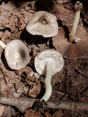 Agaricus leptocaulis