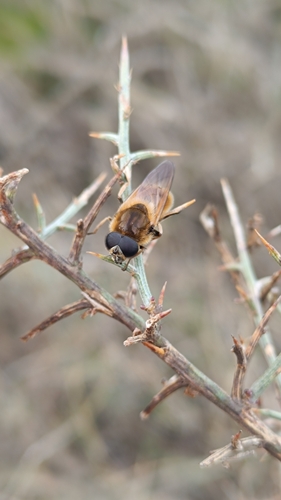 Greater Spring Blacklet