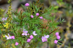 Boronia muelleri