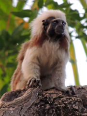 Saguinus oedipus