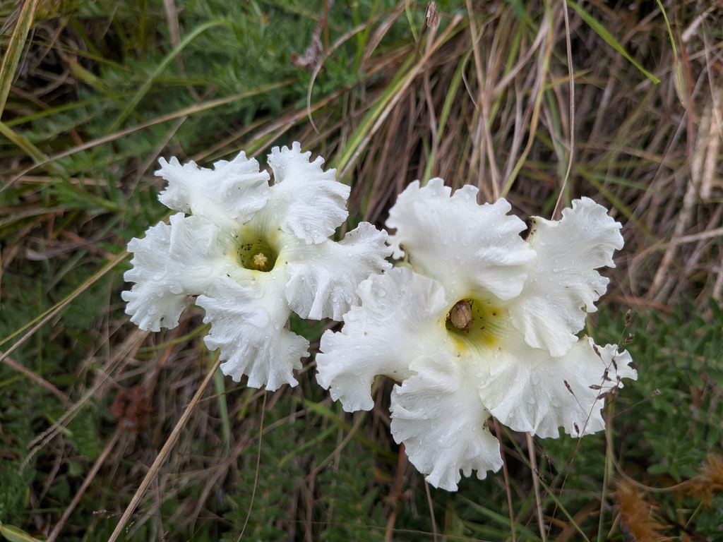 Mandevilla petraea; photograph (c) Jazmin Riera, some rights reserved (CC BY)