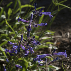 Penstemon gracilentus