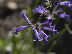 Penstemon gracilentus