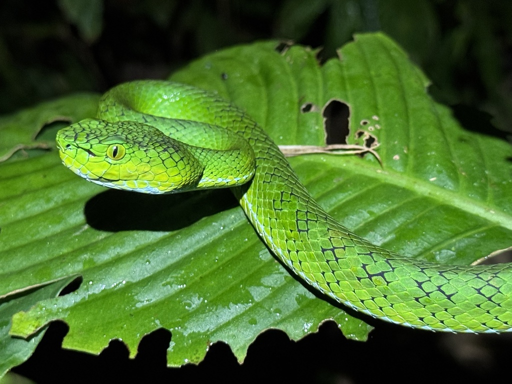 Ular Hijau Gunung (Trimeresurus gunaleni)