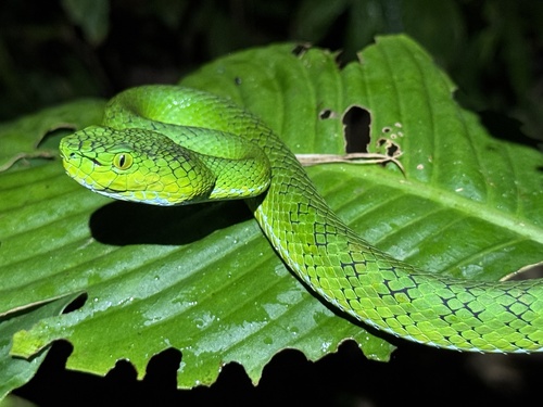 Trimeresurus gunaleni