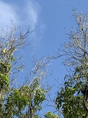 Chrysococcyx minutillus